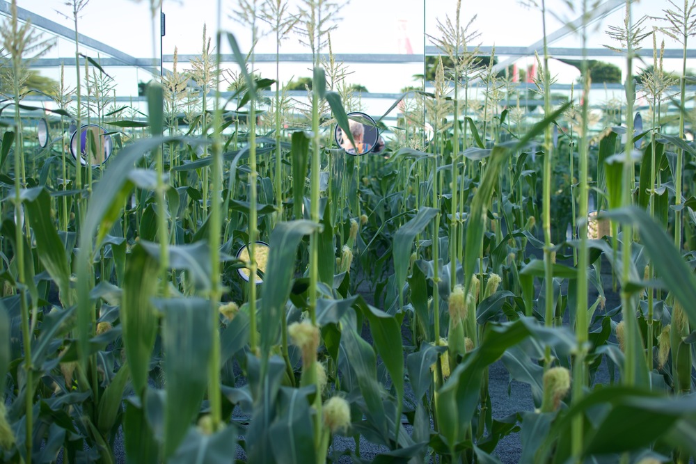 Hampton Court Flower Show 2015 - 2